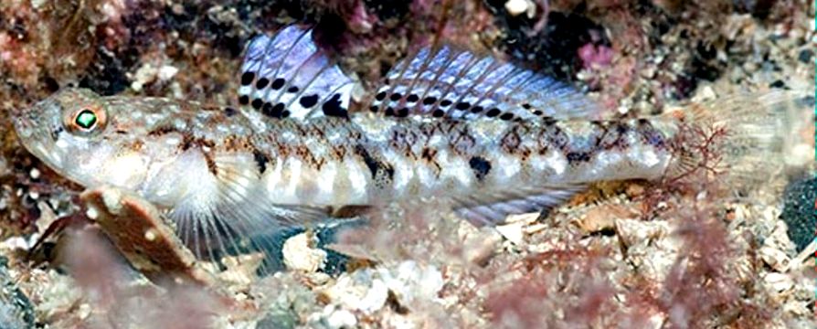 Pomatoschistus pictus_654